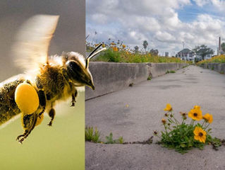 LA CUARENTENA ESTÁ SALVANDO A LAS ABEJAS: FLORES SILVESTRES INUNDAN LAS CIUDADES DEL MUNDO