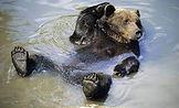 Floating Bear