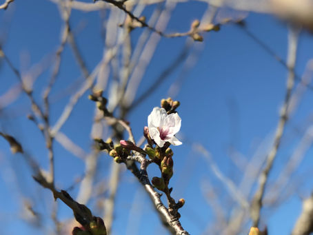桜の季節