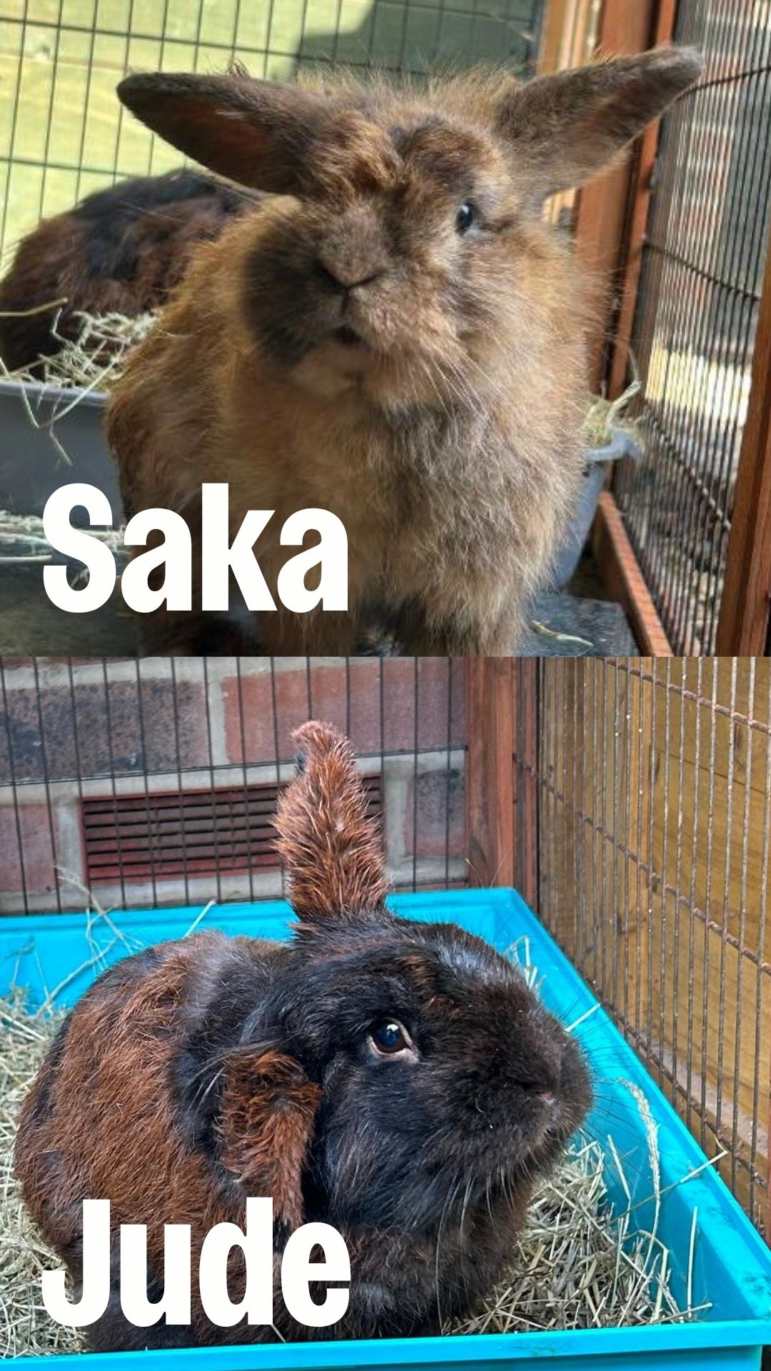 Jude & Saka