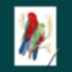 Thumbnail: King Parrots Art Print