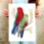 Thumbnail: King Parrots Art Print