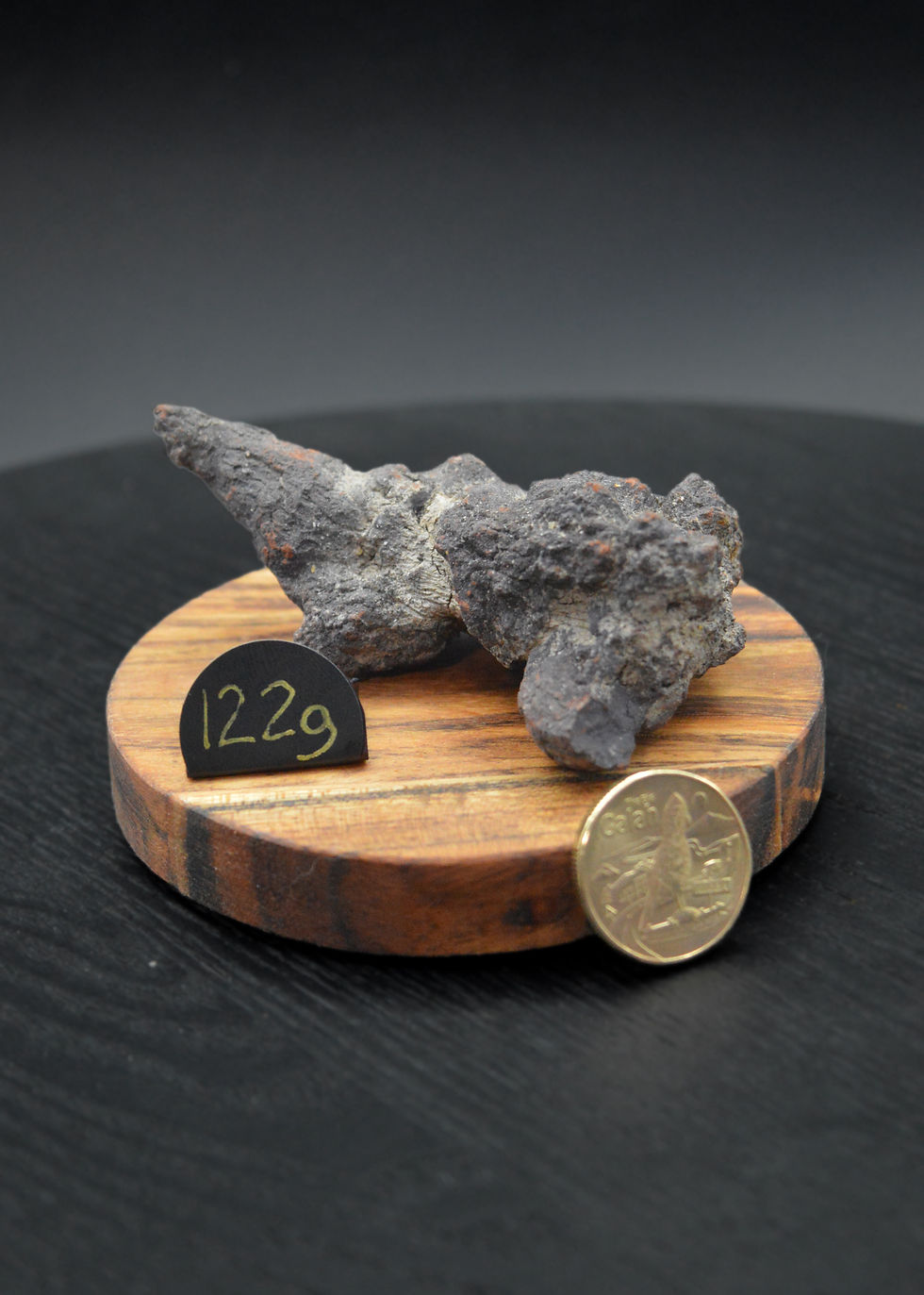 Thumbnail: Coprolite (DINO POOP)