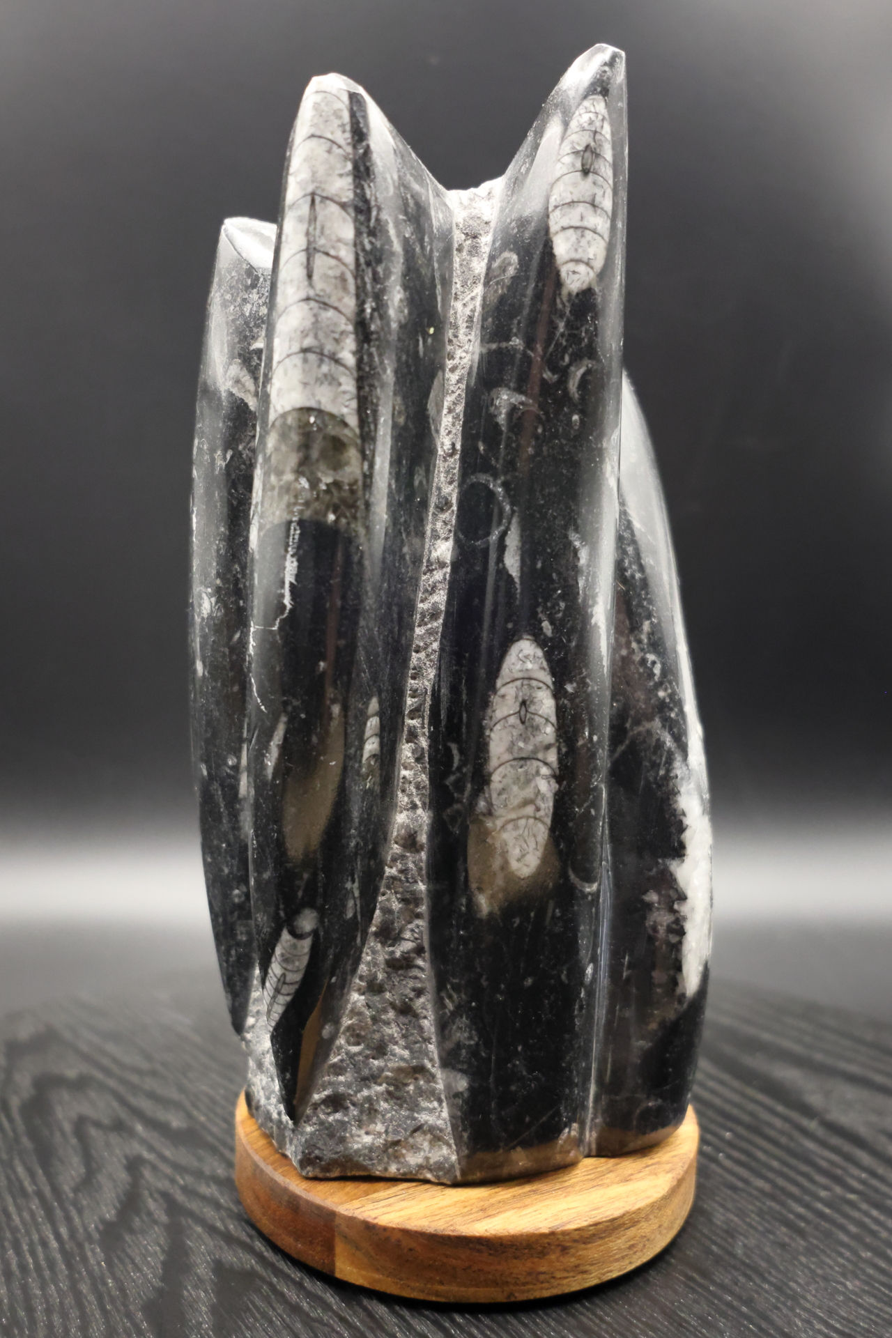 Nautiloid Chambered Orthoceras Sculpture