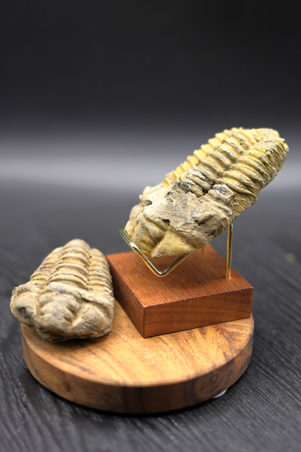 Thumbnail: Trilobite