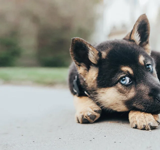 pup.webp