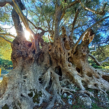 olivenbaum 5 tonnen Kunstpflanze Olivenbaum Giant Y Stamm | 270cm main image 0