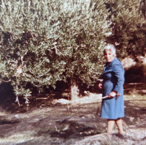 Olivenernte früher. Traditionelle Ernte auf Kreta. Bauern auf Kreta.