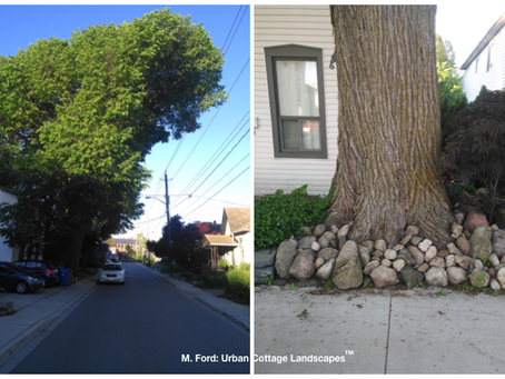 If Only They Could Speak ...