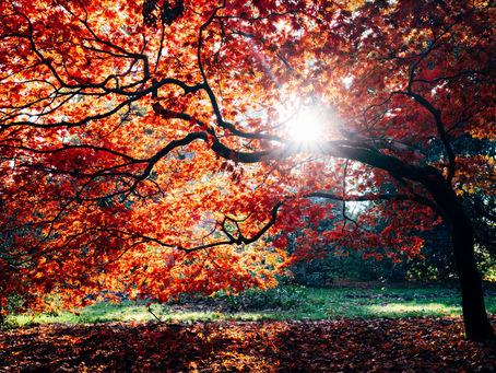 2022 Annual Downtown Tree Walk