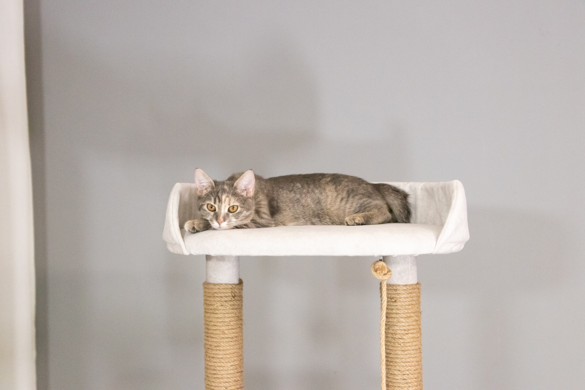 Colecția NEST | MISHU PET
