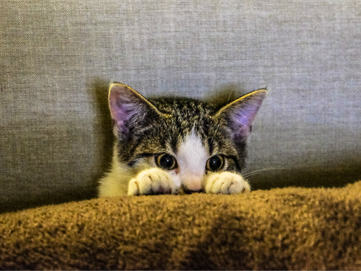 Cum să recunoști semnele durerii la pisici