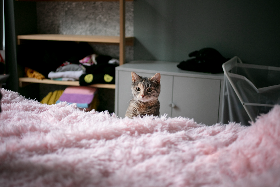 Madalina Stanciu - Yoda Iti Explica - Articol ”Pisica ta zgarie mobila?”