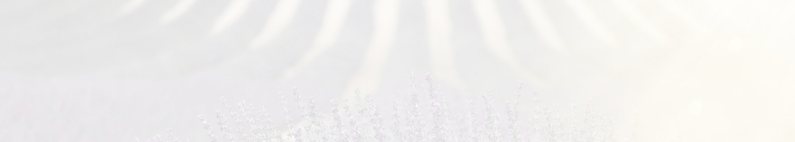 Lavender Fields_edited_edited.jpg