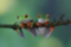 ree