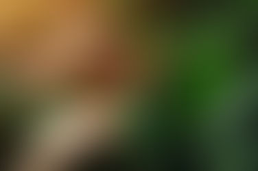 5 Costa Rican Coffee Varieties You Might Not Know About