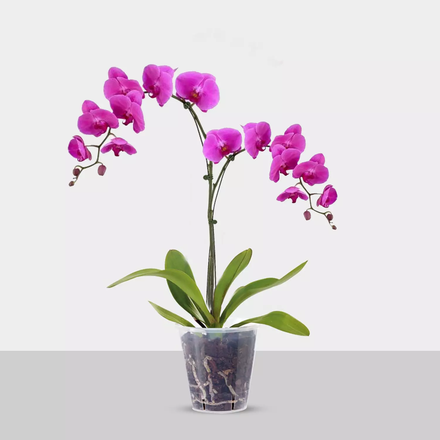 Orchid Plant in Vase