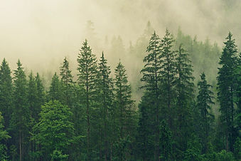 forest-3622519_edited_edited.jpg