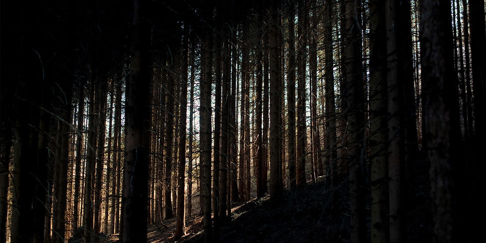 Dark forest with limited light coming through