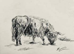 Grazing Highland Cattle