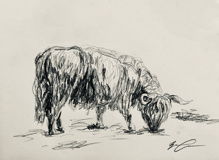 Grazing Highland Cattle