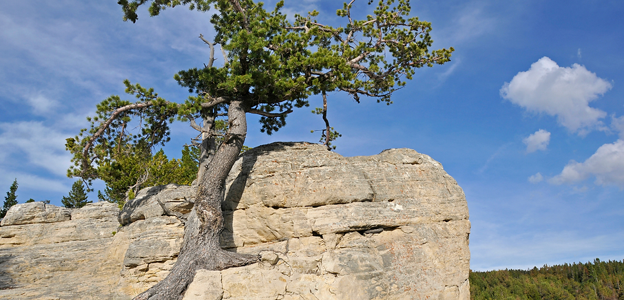 Pic 1- Resilience tree.png