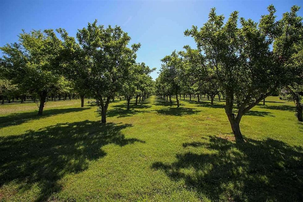 Orchard rows.jpg