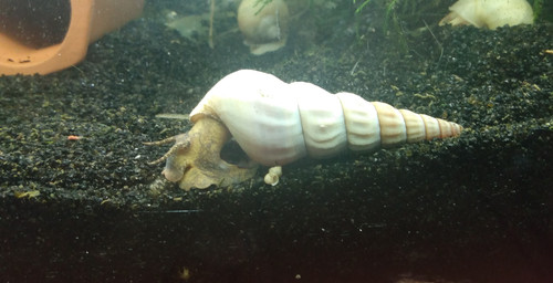 Snail Help - General Discussion - C.A.R.E.