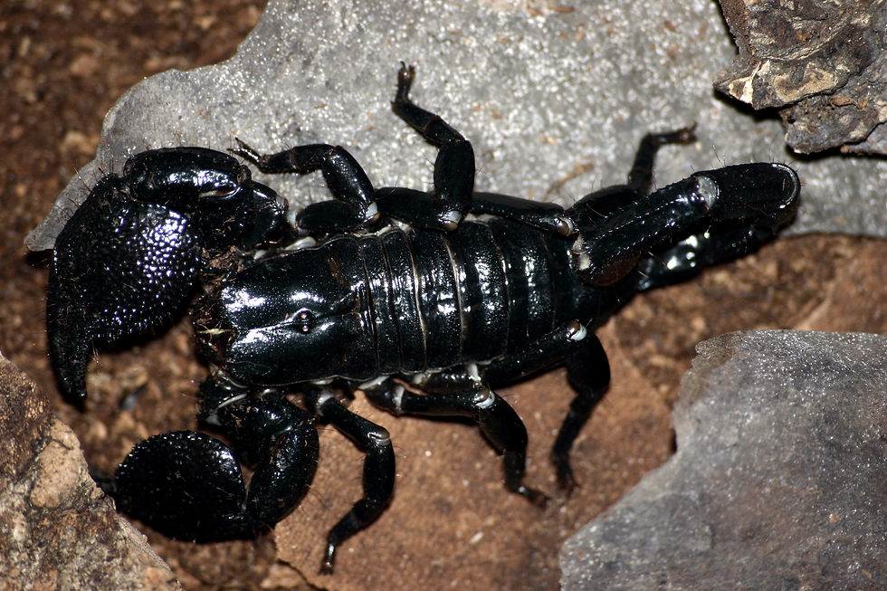 Escorpião Imperador
