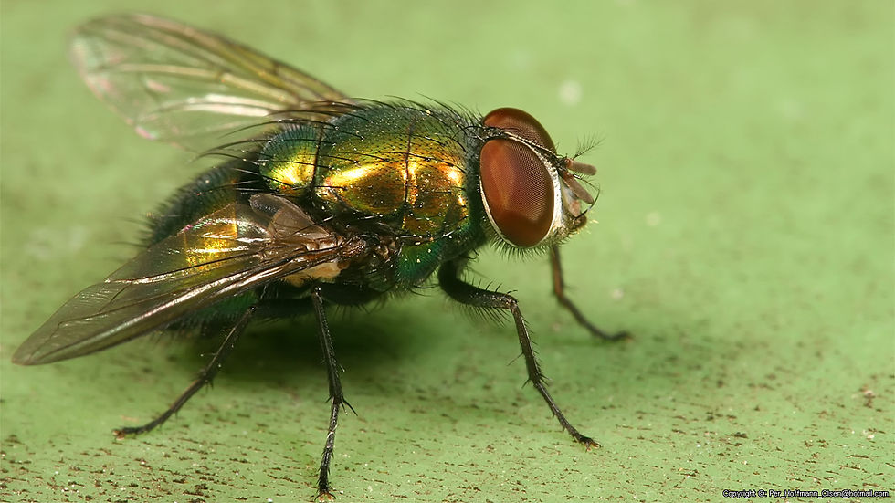 Mosca-varejeira-dos-tecidos