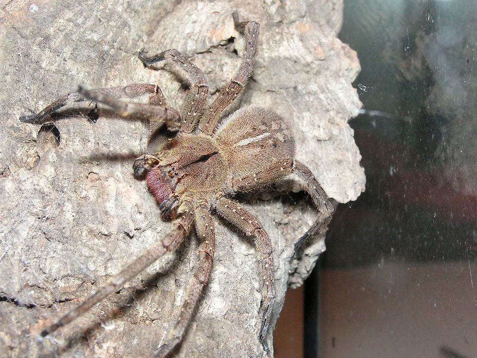 Phoneutria keyserlingi