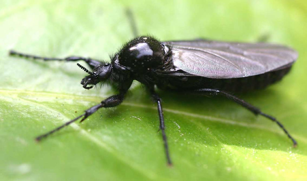 mosca-de-stMarc