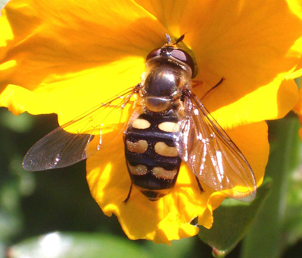 mosca-pairante-corollae