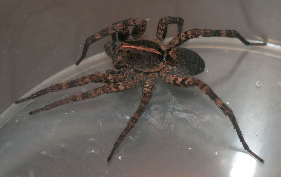 Carolina Wolf spider