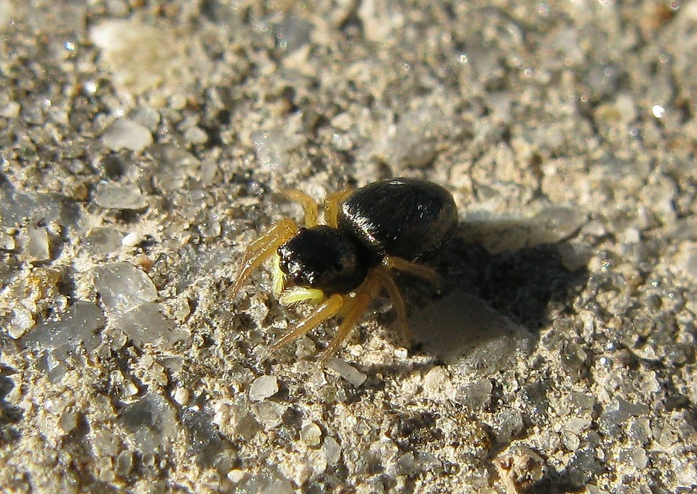 Heliophanus melinus