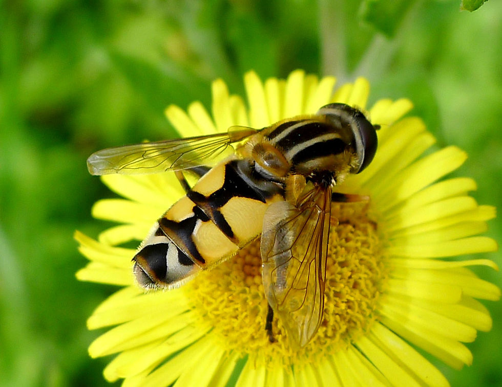 mosca-drone-do-sol-de-bandas-cinzentas