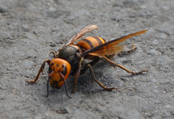 Vespão gigante asiático