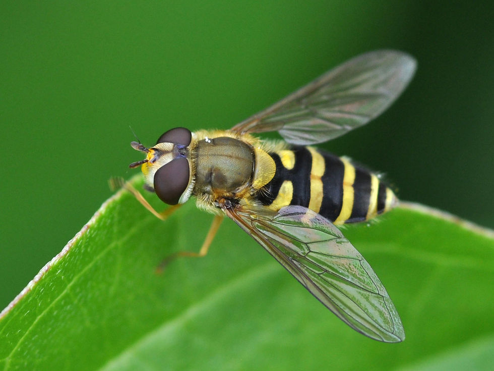 mosca-pairante-europeia