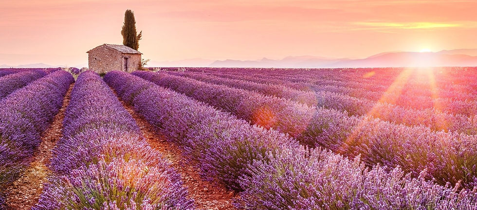 lavender-field-photo1_edited.jpg