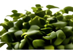 Untitled design (23).png