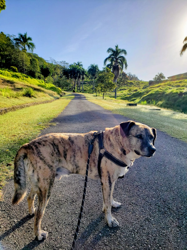 dog1.png