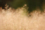 wide-closeup-pinkish-plants-field.jpg