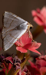 underwing_moth_species_eulepidotis_deiliniaria_flowering_plant.jpg