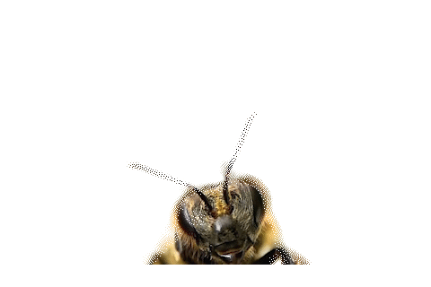 Design ohne Titel_3.gif