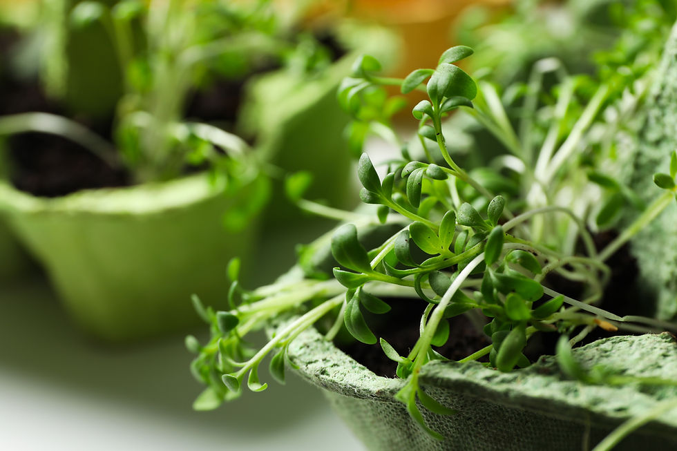 growing-plants-egg-box-creative-way-grow-plants (1).jpg