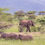 Thumbnail: Sungulwane Private Game Lodge-All Inclusive