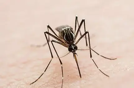 0_Aedes-aegypti-biting-human-skin.webp