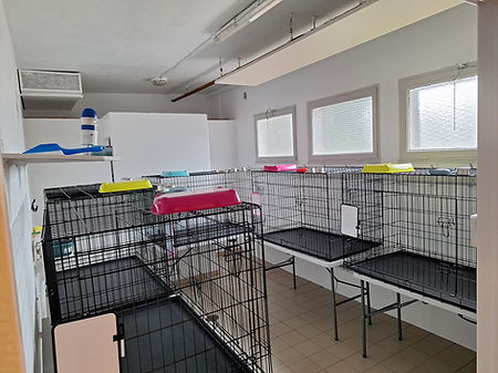 Local de convalescence des chattes errantes