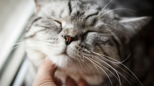 LA VERDADERA RAZÓN POR LA QUE LOS GATOS RONRONEAN