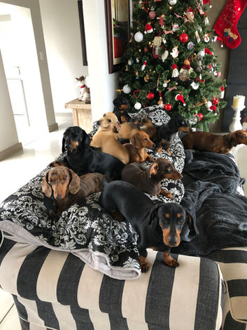 Dachshunds